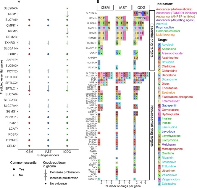 Thioredoxin detoxification and nucleotide interconversion are predicted as potential drug targets for glioma. (A) Twenty-five genes were predicted to reduce tumor growth in silico KO. Six of the 25 essential genes have been previously tested in in vitro KO or KD studies glioma (literature, Table S3), where five genes lowered proliferation (down arrows), and only one (PCYT2) increased proliferation (up arrows). Genes with no support in the literature are marked as dots. Moreover, 10 of the 25 predicted essential genes are common essentials (found essential genes in most cancer cell lines from CRISPR screens) and are marked as a big dot or arrow in (A). (B) Thirty-three FDA-approved drugs were predicted to reduce cell growth and could hence be repurposable for glioma. The 33 single drugs have 60 targets, of which 12 are essential genes (‘Essential drug targets’). Classifying the drugs based on approved indication and mode-of-action (MOA) (see color code of the font) showed that nearly a third are antimetabolites and fotemustine (with *) has both TXNRD1-inhibitor and alkylating MOA. For example, in (B), cladribine is marked as ‘C’ letter in gray box, while its approved indication and MOA is represented in red in the drug name color.