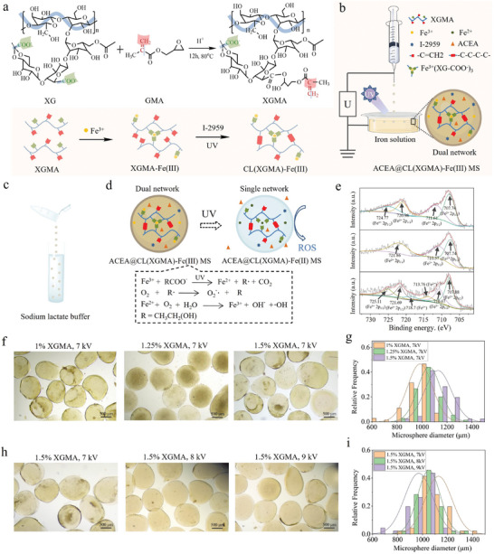Design, fabrication, and analysis of ACEA@CL(XGMA)‐Fe(III) hydrogel MSs. a) Synthesis of XGMA by conjugating GMA to XG. b) Schematic diagram of ACEA@CL(XGMA)‐Fe(III) MS fabricated by electrospraying method (right panel). Left panel illustrates the dual‐crosslinking network within the MSs. c) Infiltrating the ACEA@CL(XGMA)‐Fe(III) MSs with sodium lactate buffer. d) UV light triggers the transformation of dual‐network MSs to single‐network MSs by reducing Fe(III) to Fe(II), which is accompanied by consumption of sodium lactate buffer and massive ROS production. e) Changes in valence state of Fe at three different fabrication stages detected by XPS. Upper panel: the stage before UV exposure; Fe(III) and Fe(II) in the hydrogel MSs were 42.89% and 57.11%, respectively. Middle panel: the stage after full UV exposure; Fe(III) and Fe(II) in the hydrogel MSs were almost 0% and 100%, respectively. Lower panel: the stage when the MSs were re‐oxidated by oxygen in air after UV exposure; Fe(III) and Fe(II) in the hydrogel MSs were 36.77% and 63.23%, respectively. The XPS data indicate that the MS can regain the ROS‐generating ability. f–i) Size regulation of ACEA@CL(XGMA)‐Fe(III) MSs. Increased XGMA concentration led to a larger diameter of the MSs (f,g), whereas increased electrospraying voltage resulted in a smaller diameter of the MSs (h,i). XG: xanthan gum; GMA: glycidyl methacrylate; XGMA: glycidyl methacrylate‐conjugated xanthan gum; CL: covalent crosslinking; MS: microsphere; ROS: reactive oxygen species; UV: ultraviolet.