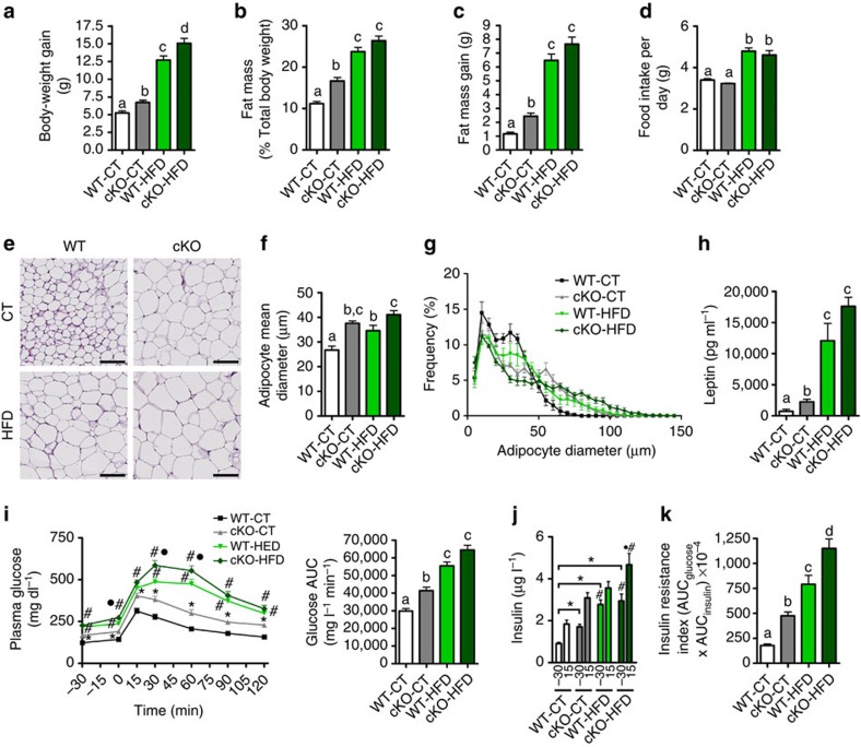 Adipose tissue Napepld deletion induces an obese-like phenotype.(a) Total body-weight gain (g) (n=20–27). (b) Total fat mass (% of total body weight) measured by TD-NMR (n=20–27). (c) Total fat mass gain (g) measured by TD-NMR (n=20–27). (d) Mean daily food intake per mouse (g) (n=20–27). (e) Representative haematoxylin and eosin-stained pictures of SAT deposits. Scale bar, 100 μm. (n=6–10). (f) Mean adipocyte diameter (μm) determined by histological analysis (n=6–10). (g) Adipocyte distribution and frequency with respect to the mean diameter measured by histological analysis (n=6–10). (h) Leptin plasma levels measured in the vena cava (μg ml−1; n=6–10). (i) Plasma glucose (mg dl−1) profile and the mean area under the curve (AUC) measured between 0 and 120 min after glucose loading (mg dl−1 min; n=20–27). (j) Plasma insulin levels at 30 min before and 15 min after glucose loading (n=20–27). (k) Insulin resistance index determined by multiplying the AUC of blood glucose by the AUC of insulin. These data (a–d and i–k) correspond to the results of three independent experiments. Data are presented as the mean±s.e.m. Data with different superscript letters are significantly different (P<0.05) according to post-hoc one-way analysis of variance (a–h and k). ‘*’ indicates a significant difference versus WT-CT (P<0.05) (i) and at both time points (−30 and 15) versus WT-CT (P<0.05) (j); ‘#’ indicates a significant difference (P<0.05) versus WT-CT and cKO-CT; and ‘·’ indicates a significant difference versus WT-HFD as determined by a two-way statistical analysis (i,j).