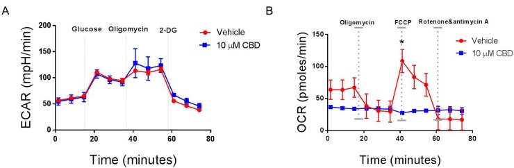 CBD alters mitochondrial respiration in neuroblastoma cellsSH SY5Y cells were cultured overnight in a Sea-horse Analyzer plate. The following day, the cells were treated with either vehicle or 10 µM CBD, washed with Seahorse-specific medium, and placed in a Seahorse analyzer. (A) Analysis of glycolysis by ECAR determination. (B) Analysis of mitochondrial respiration by OCR analysis. Significance (p < 0.05) for all experiments was done using Student’s t-test. Each experiment was repeated three times.