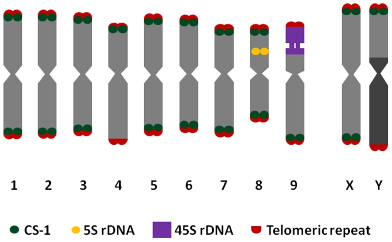 Idiogram of haploid chromosome complement of C. sativa, including Arabidopsis-type telomeric repeat, CS-1 subtelomeric repeat, 45S rDNA and 5S rDNA sites.