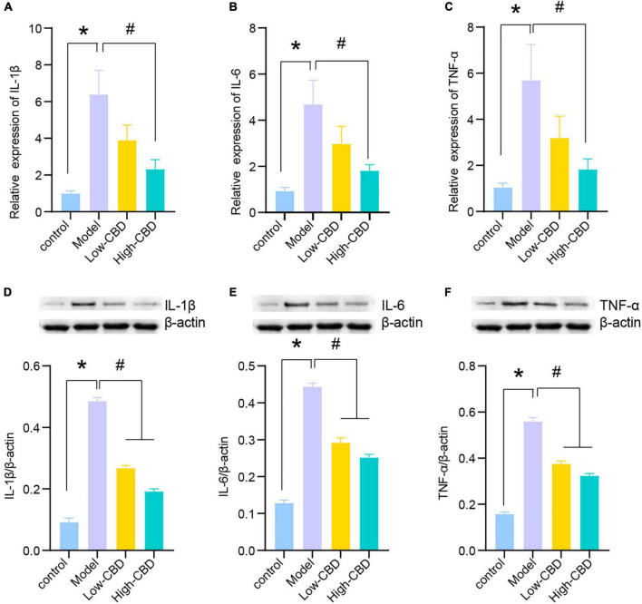 Effects of cannabidiol (CBD) on the expression of IL-1β, IL-6, and TNF-α in the temporal lobe cortex of epileptic rats. (A-C) IL-1β, IL-6, and TNF-α were detected by qRT-PCR. (D-F) IL-1β, IL-6, and TNF-α were detected by western blotting (WB). *Represents significant comparison with the control group, #represents significant comparison with the Model group, P < 0.05.