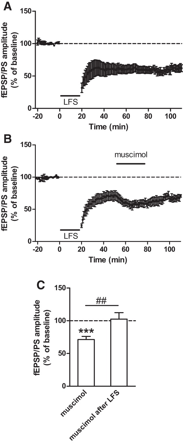 LTD induced by low-frequency stimulation occludes muscimol-induced LTD in the NAc of adolescent mice. (A) LTD induced in the NAc of adolescent mice by low-frequency stimulation (LFS), applied at the time indicated by the black horizontal bar (n = 8 slices). (B) LTD induced by LFS occludes LTD induced by muscimol (n = 5 slices). (C) Averaged effect of muscimol on the fEPSP/PS amplitude in the NAc of adolescent mice in control slices (from Fig. 3F) and following LTD induced by LFS. (***) P < 0.001 compared with baseline (paired Student's t-test); (##) P < 0.01 (unpaired Student's t-test).
