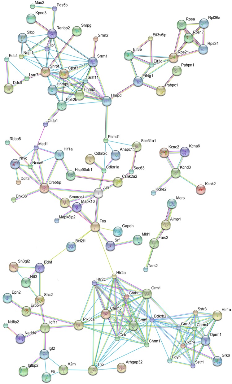 Predicted interactions among proteins encoded by DPN-regulated genes. The network is based on the results of microarray and quantitative real-time PCR studies and was constructed by using the STRING 10 Known and Predicted Protein-Protein Interactions program (http://string-db.org/) (see Supplementary Figure 2). Analysis was performed at high confidence value (0.9), non-interacting elements were excluded. Selected protein clusters of the network are depicted. Cluster 1: mRNA metabolism, splicing and translation; Cluster 2: regulation of transcription (red elliptic line highlights the relationship of Crebbp, Mapk8p2, Mapk10, Fos and Jun); Cluster 3: components of potassium channels; Cluster 4: growth/troph factors; Cluster 5: peptides, neurotransmitter and neuropeptide receptors.