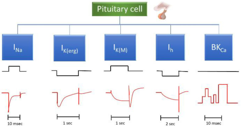 Main ionic currents observed in pituitary cells, along with their corresponding voltage and current traces. The full names of these ion currents can be found in the abbreviation section of the main text. The black and red traces represent voltage and the respective ion currents. The y-axis scales for each current are indicated below the respective traces. For measurements of IK(erg) or IK(M), the cells are bathed in a high K+ solution (145 mM K+). As shown in black color, an upward voltage step denotes depolarization, while a downward step represents hyperpolarization. The detailed voltage-step protocol applied to the membrane potential requires referencing of various ionic currents. Downward current (red color) indicates inward current, meaning Na+ or K+ ions are entering the cell. Of note: “BKCa” refers to single channel activity, reflecting the opening or closing of BKCa channel in the cell membrane, while the other currents represent whole-cell ionic currents.