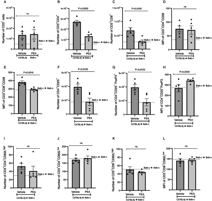 PEA reduces CD3+CD4+ and CD3+CD8+ cells infiltration and activation in the intestine of GVHD mice. The number and profile of infiltrated cells in the intestine were analysed through flow cytometry. (A) CD3+, (B) CD3+CD4+ and (C) CD3+CD8+ lymphocytes, (MFI) of CD28 was assessed in (D) CD3+CD4+ and (E) CD3+CD8+ cells. Furthermore, the number of (F) CD4+CD25+ cells and the (G) CD4+CD25+FoxP3+ cells and the (H) MFI of CD4+CD25+FoxP3+ were investigated. The profile of effector or central memory cells was also investigated in T cells (I) CD3+CD4+CD62Lhigh, (J) CD3+CD4+CD62Llow, (K) CD3+CD8+CD62Lhigh and (L) CD3+CD8+CD62Llow. Treatment was performed from Day 0 until the end of the experiment. Groups were considered significantly different when p < 0.05, compared to the allogeneic group. Assessed by unpaired parametric two‐tailed Student's t test, (n = 5 in all groups).