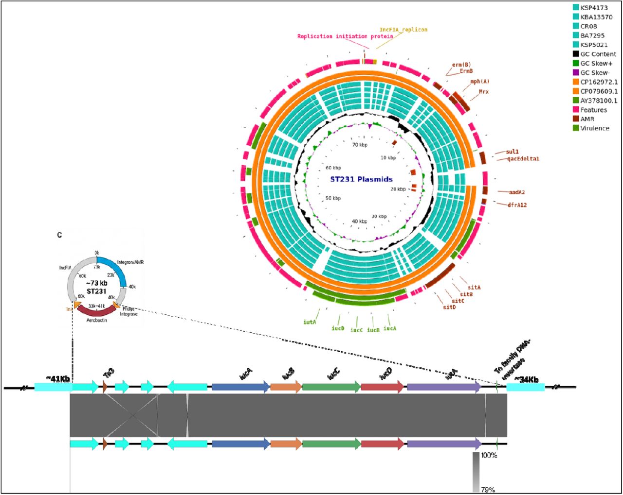 Comparative structural analysis of virulence-associated plasmids identified in ST231 isolates.(A) Circular maps of representative plasmids from ST231 isolates in this study (n = 5) compared with reference plasmids retrieved from GenBank (CP162972.1, CP079609.1, and AY378100.1). The analysis demonstrates the presence of IncFIA-associated virulence plasmids carrying the aerobactin locus (iucABCD-iutA) and distinct ColKP3 plasmids harbouring blaOXA-232, shown separately. Annotated features include plasmid replication regions, virulence-associated loci, antimicrobial resistance determinants, GC content (black), and GC skew (green and magenta).(B) Linear synteny comparison of representative ST231 plasmids generated using EasyFig, illustrating conserved plasmid architecture and homologous regions across virulence-associated and resistance plasmids.