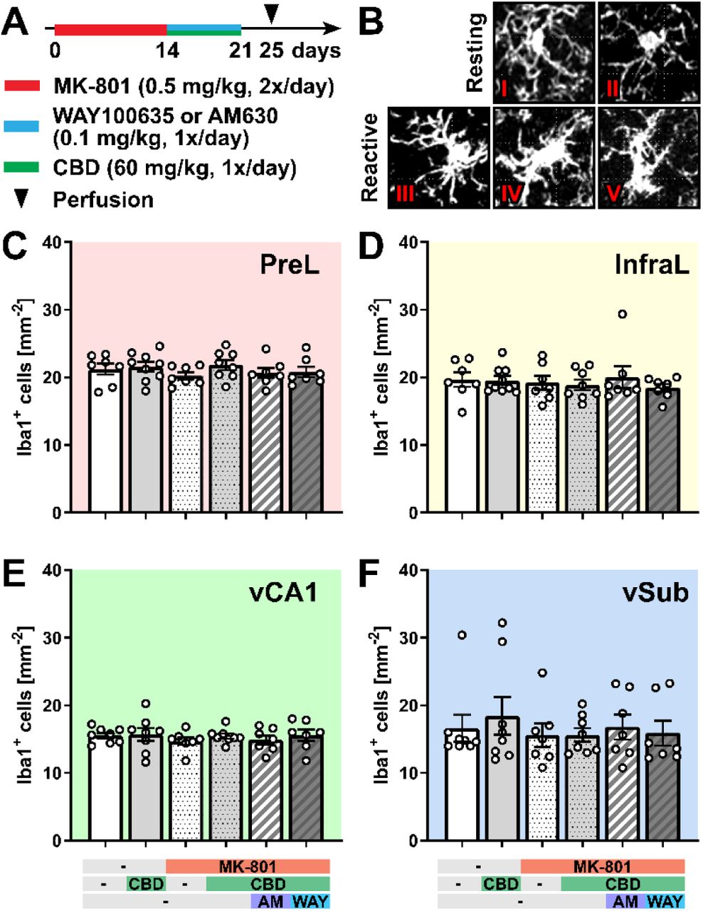 There is no difference in total Iba1+ cell density across the pharmacological treatments(A) Experimental protocol for pharmacological treatment with MK-801, WAY100635, or AM630 and CBD followed by perfusion and immunohistochemical analysis. (B) Schematic representation of the morphological classification of microglial cells into five classes: resting microglia (type I-II) and reactive microglia (type III-V). (C-F) Total cell density of Iba1+ cells in the PreL (C) and InfraL region (D) of the mPFC, as well as the vCA1 (E) and vSub (F) regions of the hippocampus. Data are represented as mean ± SEM and derived from N=7-9 mice. Details on statistical analysis can be found in Supplementary Table 1.