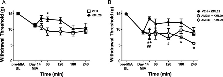 Analgesic effect of locally administered KML29 on MIA-induced secondary allodynia. On day 14 following intra-articular injection of MIA, the hindpaw withdrawal threshold was significantly reduced by local administration of KML29 (700 μg) over a 240-min time course (a) (P < 0.001; two-way ANOVA with Sidak post hoc test; *P < 0.05; n = 8–10). The analgesic effect of KML29 was blocked following administration of either the CB1R antagonist, AM281 (75 μg), or the CB2R antagonist, AM630 (75 μg) (b) (P < 0.0001; two-way ANOVA with Tukey post hoc test; **P < 0.01; ##P < 0.01; *P < 0.05; n = 6–10). Data are mean values ± SEM. ANOVA, analysis of variance; MIA, sodium monoiodoacetate; VEH, vehicle; *post hoc comparison between KML29 and VEH (a) and AM630 + KML29 to VEH + KML29 (b); #post hoc comparison between AM281 + KML29 and VEH + KML29 (b)