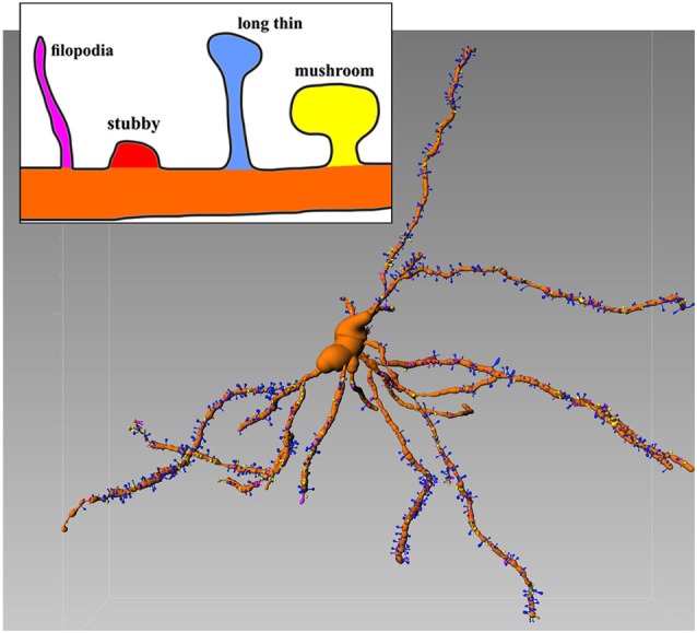 Representative Golgi-Cox stained MSN with various spines types. Inset shows details of different morphologies. Image is color-coded. Reconstructed with filament tracer algorithm (Imaris 7.4). Note relative abundance of blu (long thin) spines which amount for 52% of all spines (see Spiga et al., 2014 for further details).