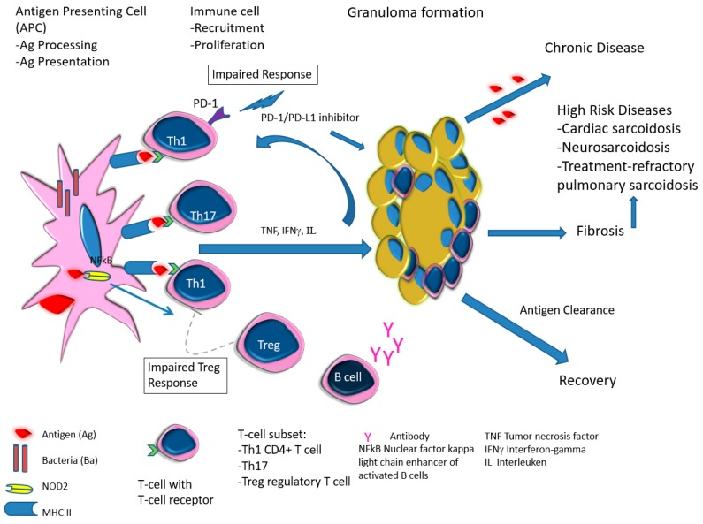Proposed Pathogenetic Mechanisms in Pediatric Sarcoidosis.