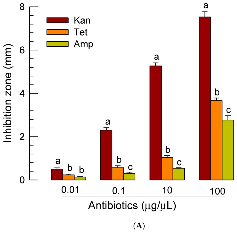 Independent roles of nematode and its symbiotic bacteria of S. feltiae K1 (‘Sf’) in their pathogenicity against P. xylostella. (A) Screening effective antibiotics against X. bovienii SS2004 growth using inhibition zone assay. Kanamycin (‘Kan’), tetracyclin (‘Tet’), and ampicillin (‘Amp’) were screened. (B) In vivo effect of Kan (0.1 μg/larva) on bacterial growth in P. xylostella larvae treated with 80 IJs of S. feltiae K1 per larva. Antibiotics treatment was performed just before the nematode treatment. Bacterial colonies were counted at 8 h after nematode treatment and expressed as colony forming units (cfu) per mL of hemolymph. Photos above the graph demonstrate bacterial colonies in each treatment. (C) Rescue effect of Kan (0.1 μg/larva) on larvae treated with 80 IJs of S. feltiae K1 per larva. Two different concentrations of X. bovienii (‘Xb’) were injected to hemocoel of P. xylostella larvae. Each treatment was replicated three times. Each replication used 10 larvae. (D) Rescue effect of Kan (0.1 μg/larva) on phenoloxidase (PO) activity of the larvae treated with 80 IJs of S. feltiae K1 per larva. Heat-killed X. bovienii (‘HK-Xb’) was injected to larvae at a concentration of 1000 cells per larva. PO activity was measured at 8 h post infection. Each treatment was replicated three times. Different letters above standard error bars indicate significant difference among means at Type I error = 0.05 (LSD test).