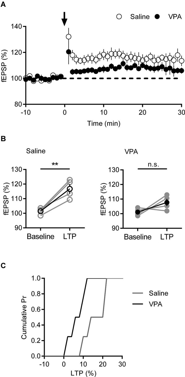 Deficits in LTP are present in VPA exposed mPFC neurons. (A) Time course of normalized fEPSP responses from layer V/VI adult rats treated with saline or VPA in utero. Theta burst LTP stimulation is indicated by arrow. (B) Change in normalized fEPSP pre- (Baseline) and post- (LTP; 25 min after TBS) theta burst stimulation LTP. Darker points represent the mean fEPSP. (C) Cumulative probability plot of percent LTP from individual experiments. Data shown as mean ± s.e.m.; ** p < 0.01.
