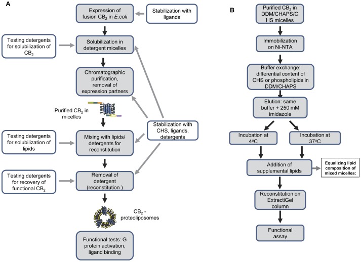 Summary of experimental strategy.A, Testing stabilizing effects of detergents, ligands and lipids. •Efficient solubilization of the fusion CB2 protein from E. coli membranes. Over 40 different detergents and mixtures of detergents were compared for their efficiency in solubilizing fusion CB2 from membranes, and the detergent mixture that performed best was selected for a routine receptor purification protocol. •Optimization of the liposome-reconstitution procedure. A screening of lipid-solubilizing detergents was performed with a goal of maximizing the yield of functionally reconstituted receptor. •Application of the G protein activation test to the analysis of the structural stability of CB2 in micelles following its reconstitution into liposomes. •Screening for stabilizers for CB2 and characterization of stability of the purified receptor. (i)Stabilization of CB2 in micelles by CHS, ligands and phospholipids. (ii)Ligand binding studies by solid-state NMR. (iii)Characterization of stability of CB2 in lipid bilayers. B, Comparison of stabilizing effects of two lipids at two different temperatures.