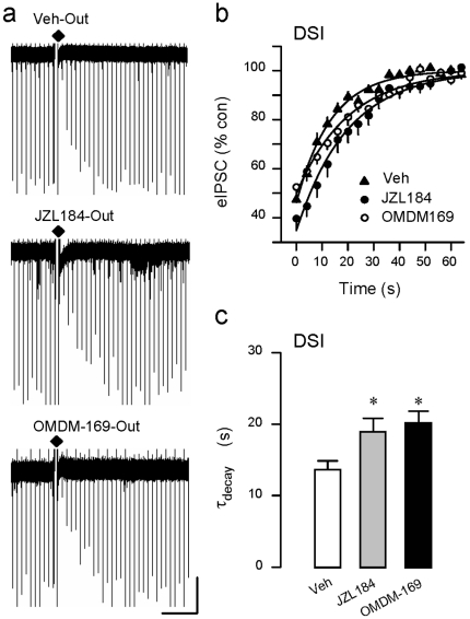 Antagonists of the primary catabolic enzyme for 2-AG, monoacylglycerol lipase (MAGL), prolong DSI.Diamonds indicate delivery of DSI-inducing voltage steps. Scale: 30 s/150 pA. (a) Bath application of MAGL inhibitors, JZL184 (1 µM) or OMDM-169 (2 µM), prolong DSI. (b) Group data showing recovery DSI in the presence of DMSO (Veh), JZL184, or OMDM-169. The DSI-inducing voltage step ended 1 s prior to time 0. The solid lines are best fitting single-exponential functions; the time constants of these functions were taken as the decay time constants (τdecay) of DSI. (c) Group data showing increases in τdecay of DSI in the indicated conditions. When applied for 40–120 min, JZL184 or OMDM-169, prolonged DSI; τdecay was increased by ∼40% (DMSO: 13.9±1.1 s, n = 21; JZL184: 19.2±1.7 s, n = 15; OMDM-169: 20.4±1.6 s, n = 15; p<0.01, one way ANOVA).