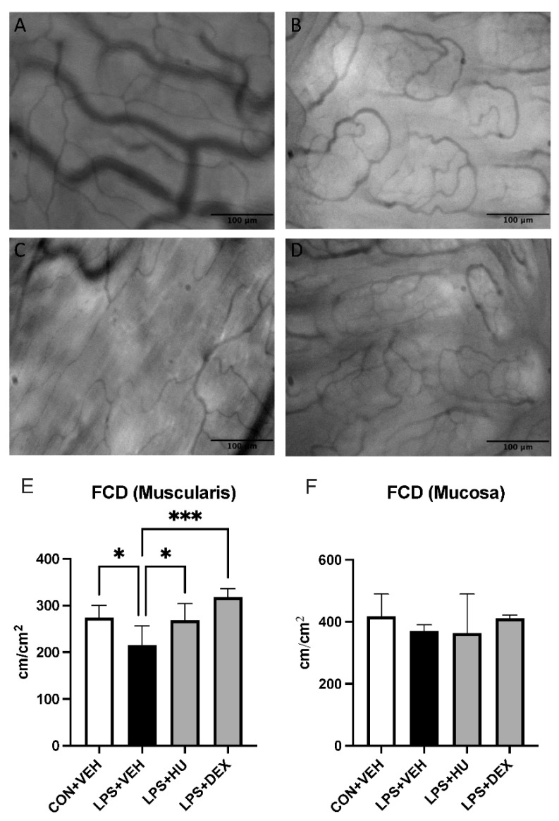 Impact of LPS and treatment on intestinal capillary perfusion. Representative images of ileal (A) muscularis and (B) mucosal capillaries in con + veh mice, and (C,D) LPS + veh mice. Analysis of FCD in (E) muscularis and (F) mucosal layers. Data are expressed as mean ± SD. Statistically significant differences were determined via one-way ANOVA with Dunnett’s multiple comparisons test and are depicted as * p ≤ 0.05, *** p ≤ 0.001.
