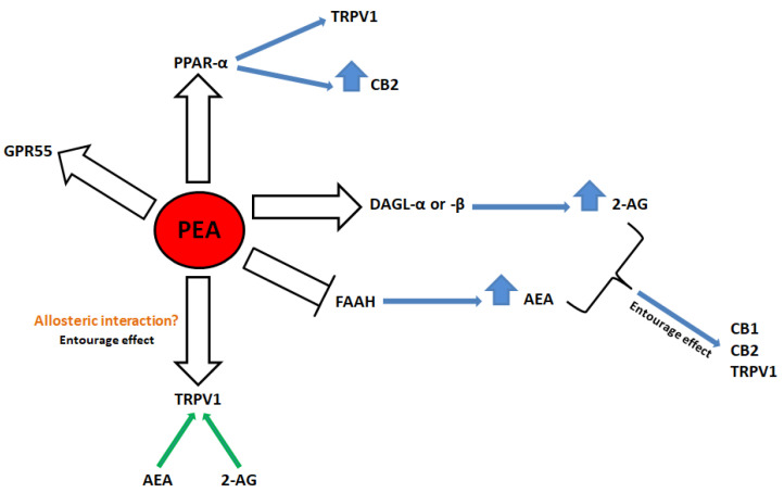 Palmitoylethanolamide (PEA) mechanism of action. PEA has been suggested to directly activate GPR55 [24], or peroxisome proliferator-activated receptor-α (PPAR-α) [23], and, through the activation of PPAR-α, to sensitize transient receptor potential vanilloid type 1 (TRPV1) channels or increase the expression of cannabinoid receptor type 2 (CB2) [25,26,27]. PEA, by stimulating the activity of diacylglycerol lipase (DAGL)-α and -β [29], or by inhibiting the expression of fatty acid amide hydrolase (FAAH) [28], indirectly activates cannabinoid receptor type 1 (CB1) and CB2, or TRPV1 channels. PEA, possibly through an allosteric interaction, may also enhance anandamide (AEA)- or 2-arachidonoyl glycerol (2-AG)-induced TRPV1 channel activation and desensitization [28,35,36,37].