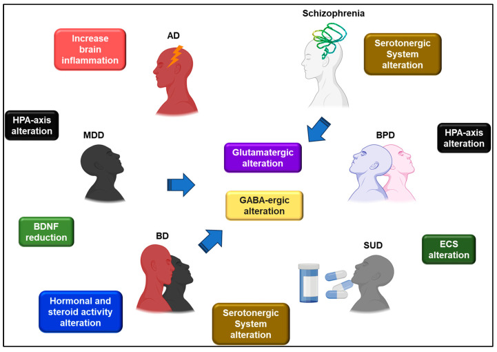 Molecular changes found in the brains of suicide victims with psychiatric disorders. In BP, alterations in the serotonergic system, the HPA-axis in the GABAergic system, and BDNF reduction have been found. In MDD, alterations in the HPA-axis, GABAergic-Glutamatergic system, BDNF reduction, and increased proinflammatory cytokines were detected. Increased proinflammatory cytokines and changes in the HPA-axis were found in AD. In schizophrenia, alterations in the serotonergic system, the HPA- axis, and the glutamatergic system were reported. In BPD, the changes found are associated with comorbidity with other disorders. Finally, alterations in the ECS have been found in the brains of alcoholics who committed suicide. AD: anxiety disorder, BD: bipolar disorder, BDNF: brain-derived neurotrophic factor, BPD: borderline personality disorder, ECS: endocannabinoid system, MDD: major depression disorders, SUD: substance use disorder.