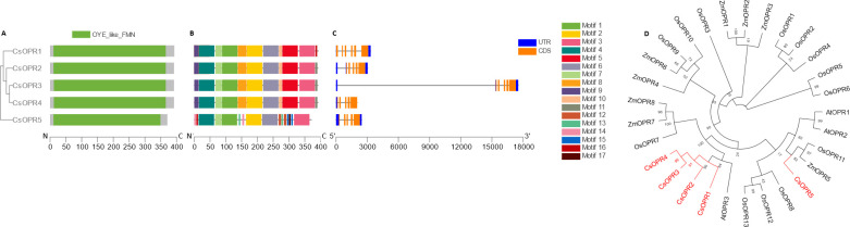 Phylogenetic, genetic, motif, and domain analysis of the CsOPR gene family.(A) Cladogram of peptide sequences and conserved domains. (B) Distribution of conserved peptide sequence motifs. Colors are described in legend; x-axis represents length of peptides in amino acids. (C) Diagram of genetic structure. Blue bars, orange bars, and gray lines represent untranslated regions, exons, and introns, respectively; x-axis represents length of gene in nucleotides. (D) Polar cladogram depicting evolutionary relationship with gene families of selected species. Node labels show confidence values from 1000 bootstrap replications.
