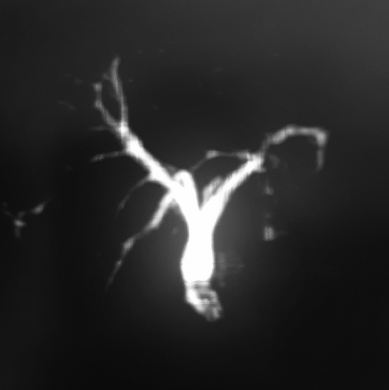 PMC8440054 – FI2000128cr-2