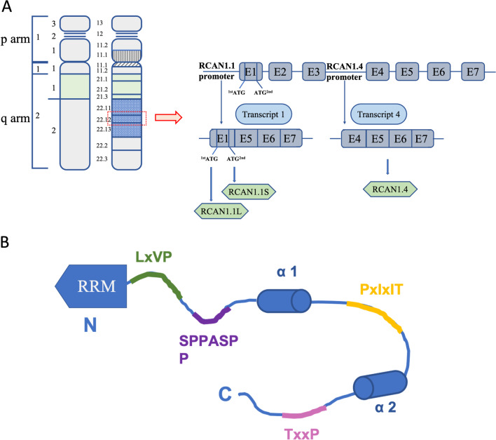 PMC9206313 – Fig1