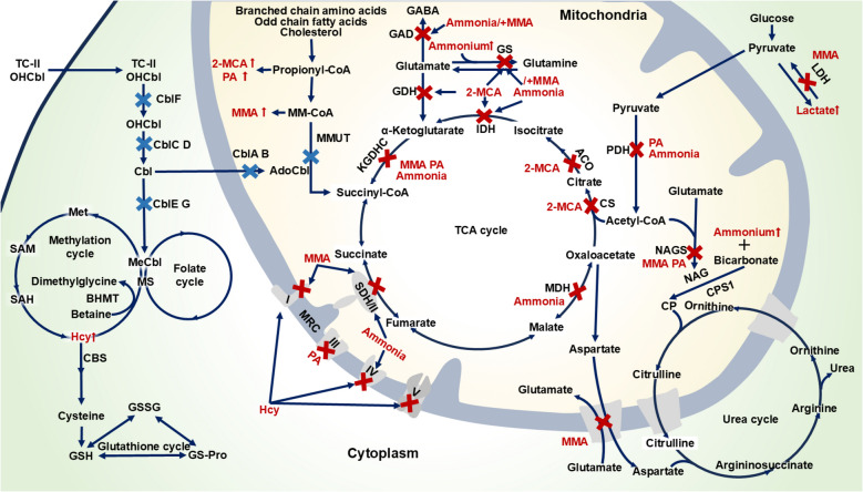 PMC12659462 – Fig1