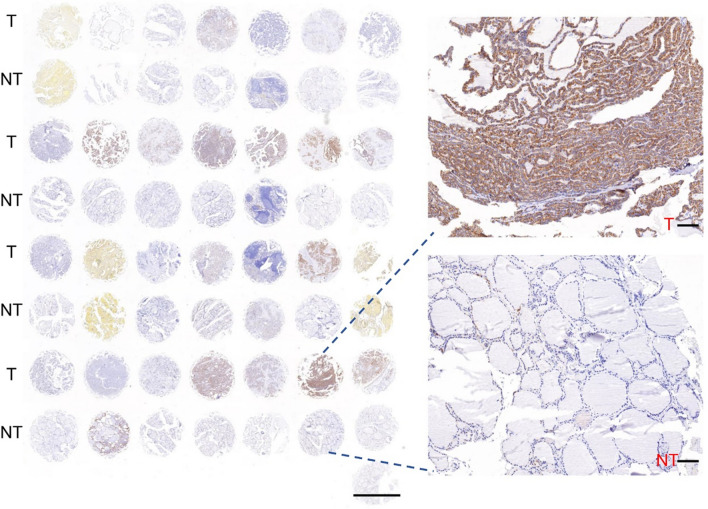 PMC10874333 – Fig8