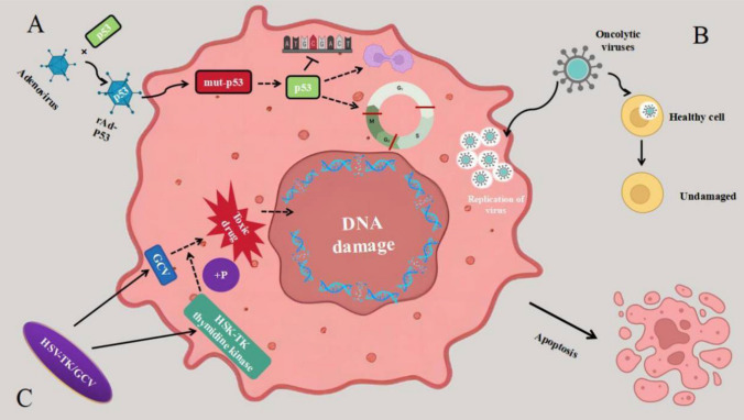 PMC11130057 – Fig3