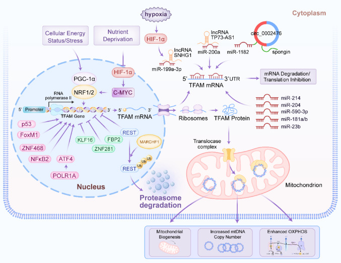 PMC12957451 – Fig1