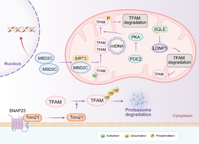 PMC12957451 – Fig2