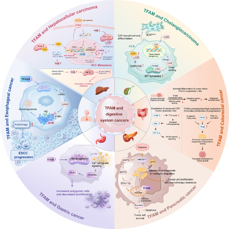 PMC12957451 – Fig6