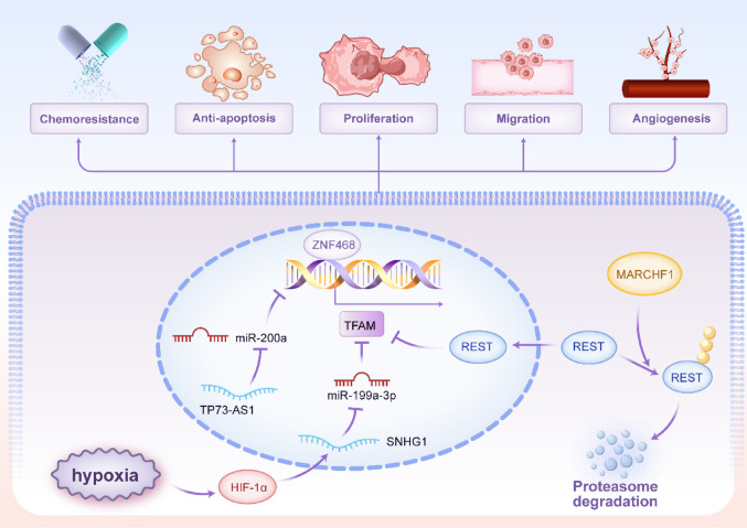 PMC12957451 – Fig7