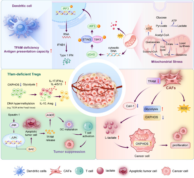 PMC12957451 – Fig8