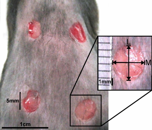 PMC11711145 – Fig1
