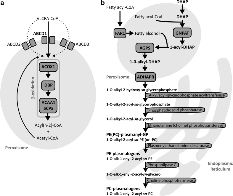 PMC5959964 – Fig1