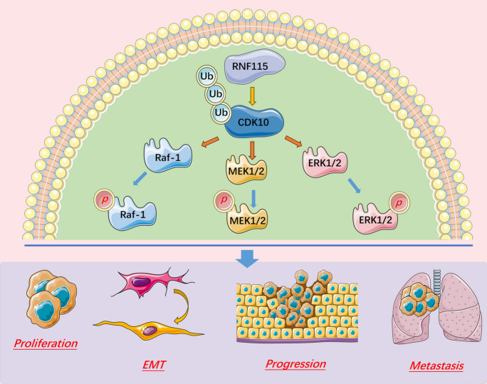 PMC10879231 – Fig10