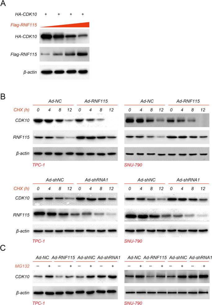 PMC10879231 – Fig7
