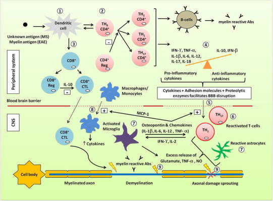 PMC3933737 – Fig1