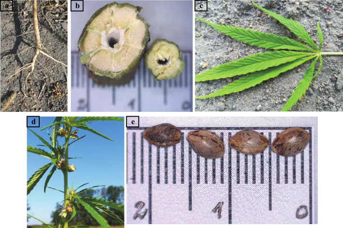 PMC10824821 – Fig1