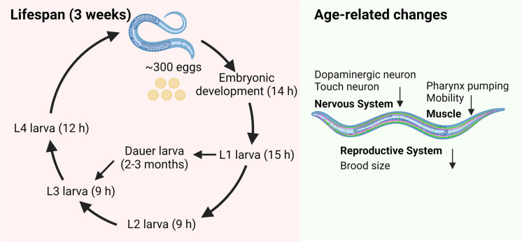 PMC11493940 – Fig3