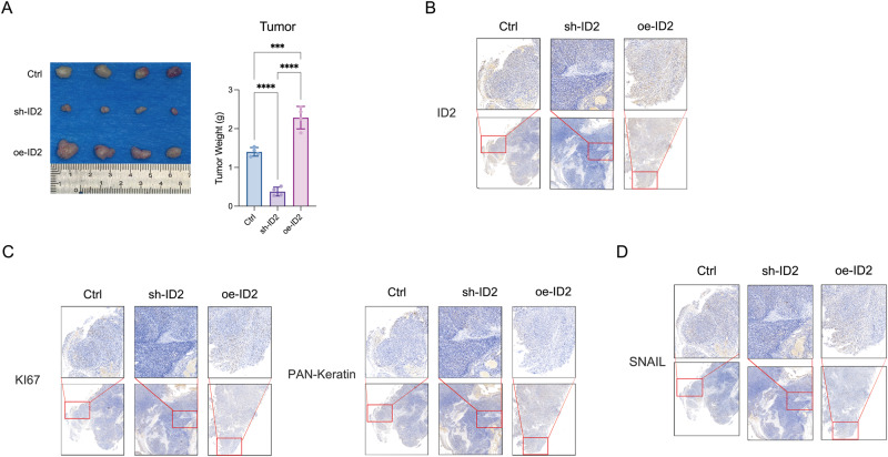 PMC11208273 – Fig4