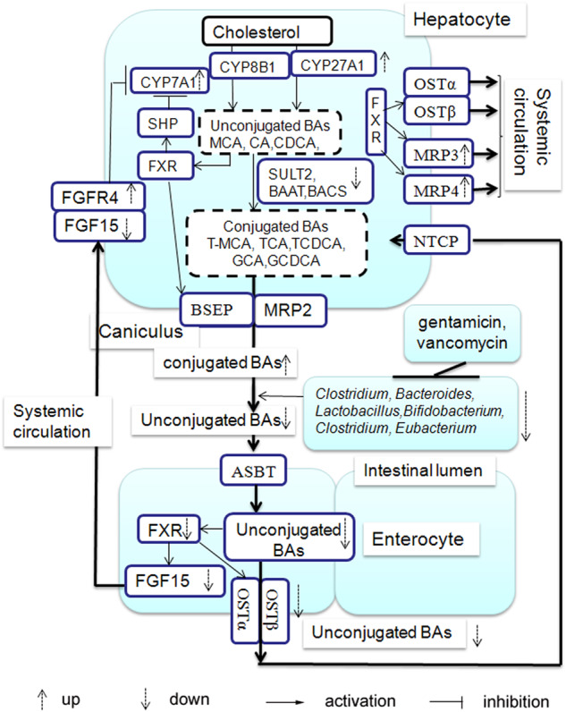PMC6269533 – Fig6