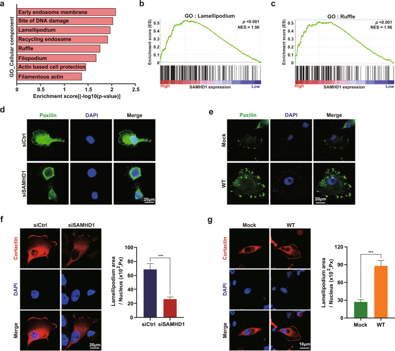 PMC10167369 – Fig4