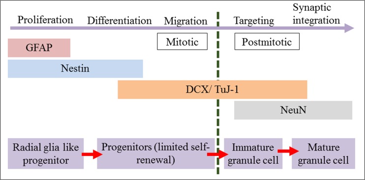 PMC5766723 – Fig9