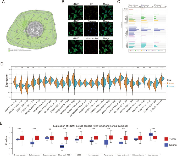 PMC11136932 – Fig1