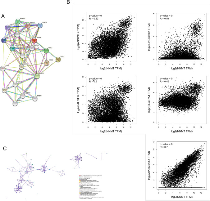 PMC11136932 – Fig4