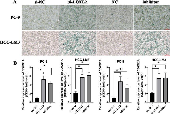 PMC11208360 – Fig7