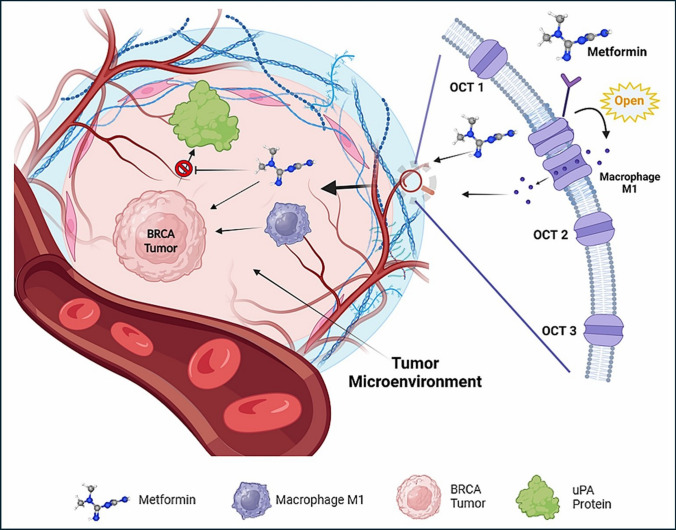 PMC12126455 – Fig13