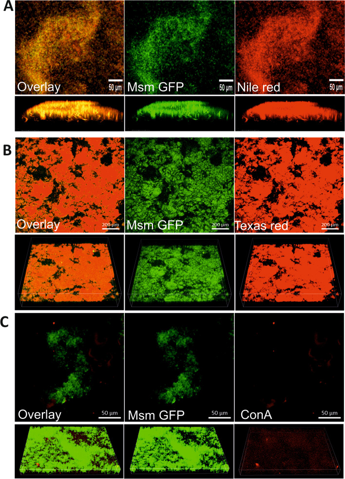 PMC10116703 – Fig2