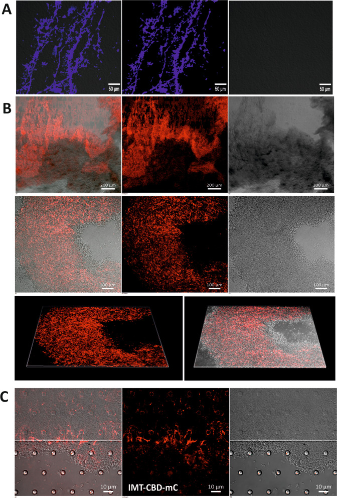 PMC10116703 – Fig4